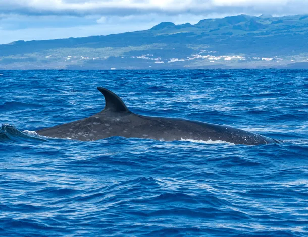 The Book Hotel Faial Azores The Book Hotel Faial Azores