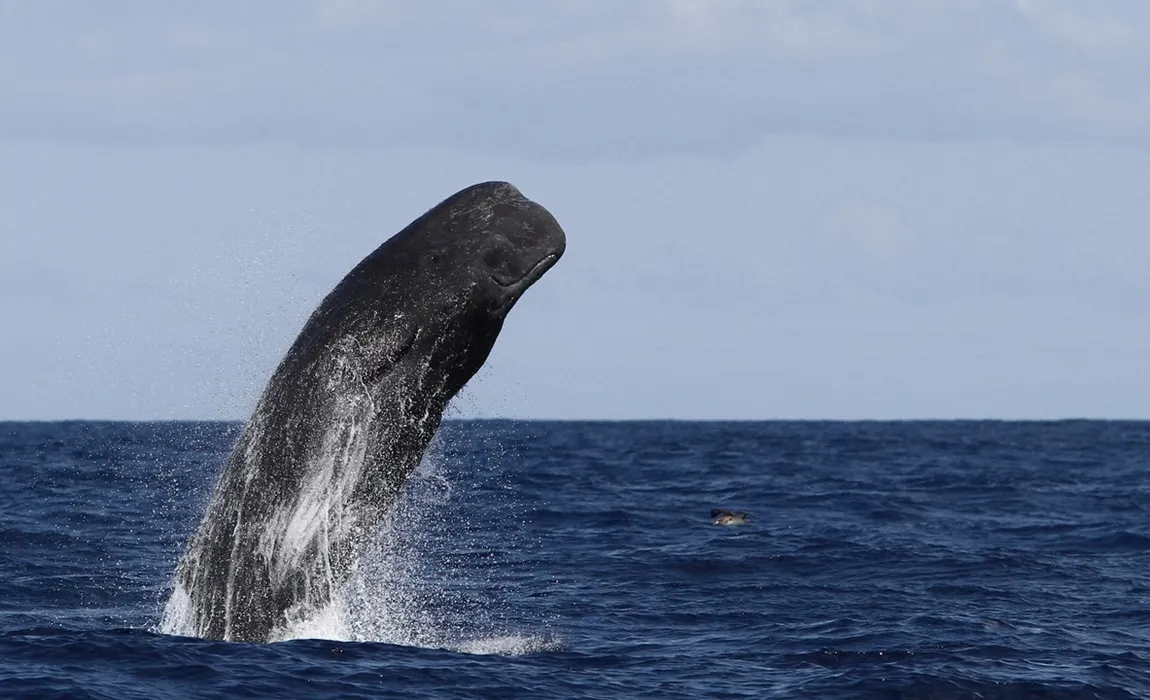 Booking Pico Azores Booking Pico Azores