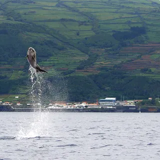 Booking Pico Azores