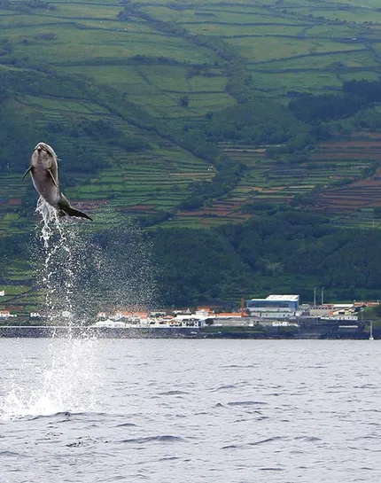 Booking Pico Azores Booking Pico Azores