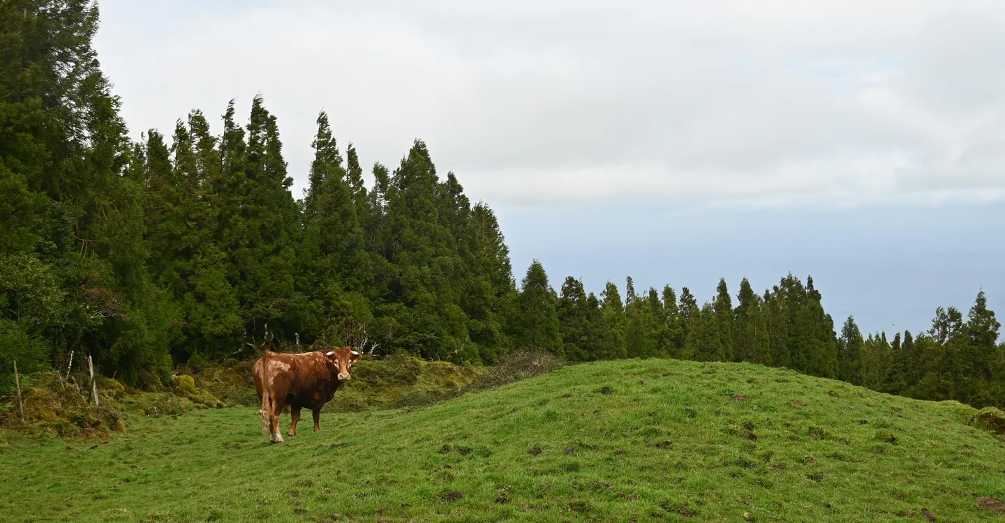 Booking Pico Azores Booking Pico Azores