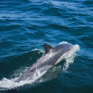 Booking Faial Azores