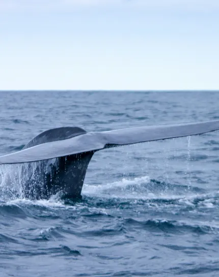 Booking Faial Azores Booking Faial Azores