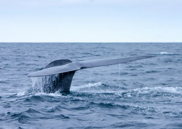 Booking Faial Azores Booking Faial Azores