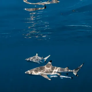 Booking Faial Azores