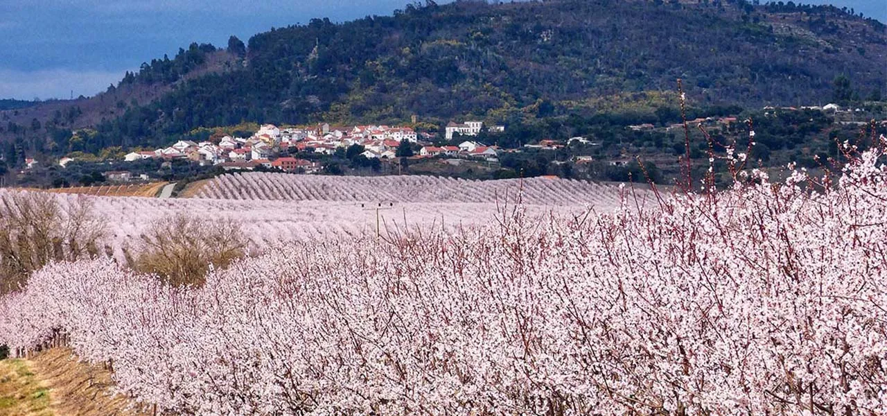 Amendoeiras em Flor dão vida ao Alentejo!